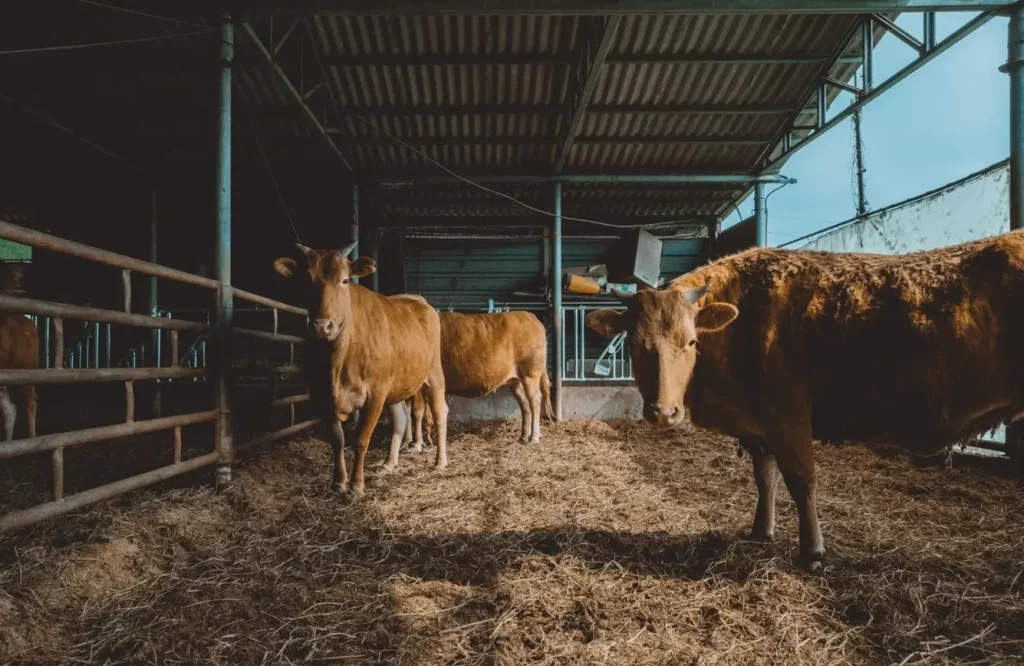 pilot farms